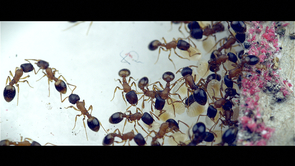 Ants of the species Temnothorax rugulatus live in mountainous areas of the Southwest. Here, workers perform chores inside a nest in the lab. (Photo: Matt Velazquez) Ants of the species Temnothorax rugulatus live in mountainous areas of the Southwest. Here, workers perform chores inside a nest in the lab. (Photo: Matt Velazquez)